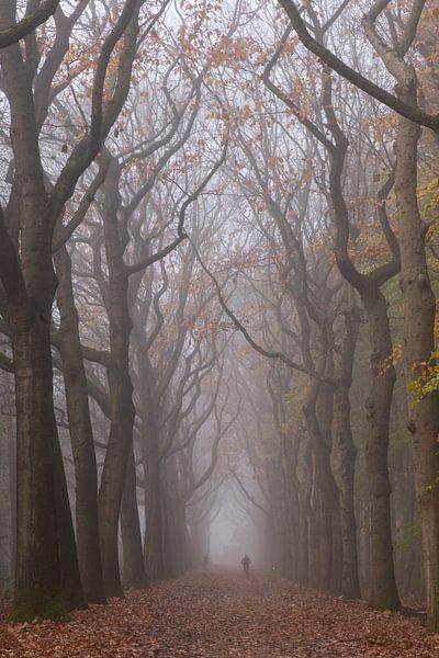 Colonie de carottes (Belgique) par Geert Brosens