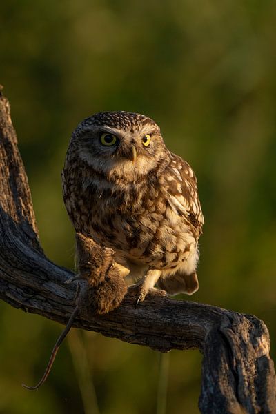 Little owl with mouse by Rando Kromkamp Natuurfotograaf