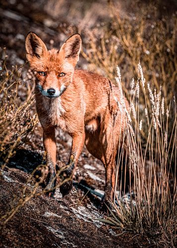 yeux dans les yeux avec un renard roux dans l'eauleidingduinen