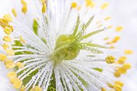 Extreme close-up of the "radiant" heart of a white flower (Helleborus) by Marjolijn van den Berg thumbnail