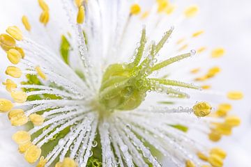Extreme close-up van het "stralende" hart van een witte bloem (Helleborus) van Marjolijn van den Berg