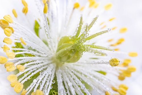 Extreme close-up van het stralende hart van een witte bloem (Helleborus)