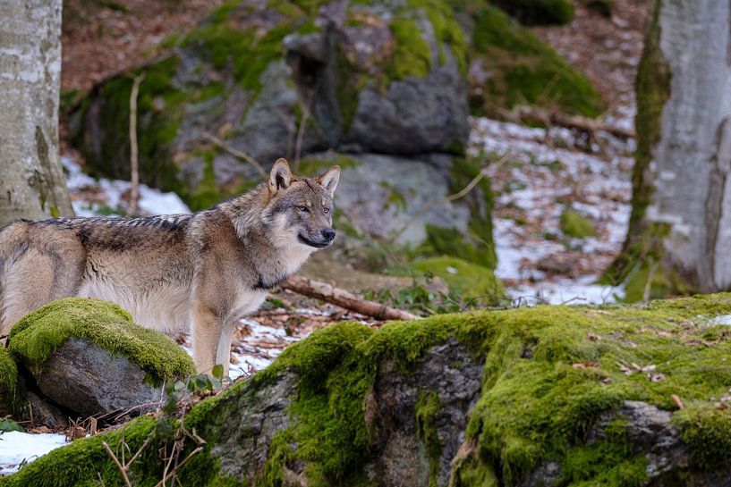 Wolf in Beierse woud van Willem Laros | Reis- en landschapsfotografie