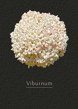 Viburnum van Leopold Brix