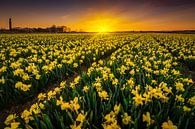 Daffodil flower field by Albert Dros thumbnail