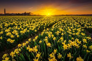 Daffodil flower field by Albert Dros
