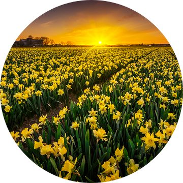 Narcis bloemenveld van Albert Dros