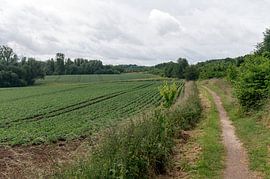Voetpad door de Limburgse landschap