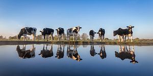 Junge Kühe in der Nähe eines Grabens mit Spiegelung.