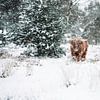 Schotse Hooglander in de sneeuw van Linda Richter