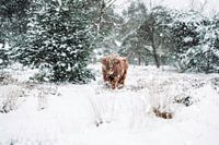 Scottish Highlander in the snow