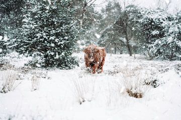 Schottischer Highlander im Schnee von The Wild Scribe Prints