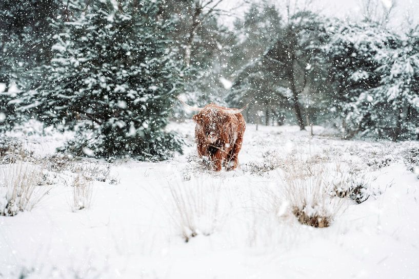 Scottish Highlander in the snow by The Wild Scribe Prints