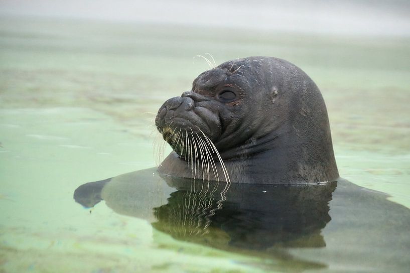 Ringelrob in Ecomare, Texel van Ad Jekel