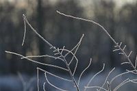 Frozen branches