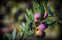 Olive Branch