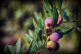 Olive Branch by Iris Heuer