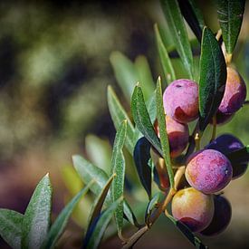 Olive Branch by Iris Heuer