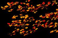 Eeb vol de feuilles d'automne
