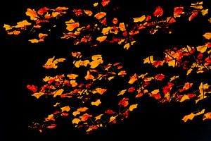 Een vlucht herfstbladeren