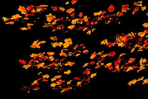 Een vlucht herfstbladeren