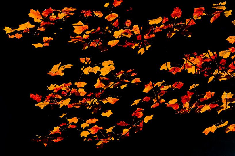 Eeb Flug der Herbstblätter von Geert Van Baelen