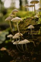 paddenstoelen uit een boom