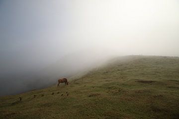 Ochtenden op Madeira