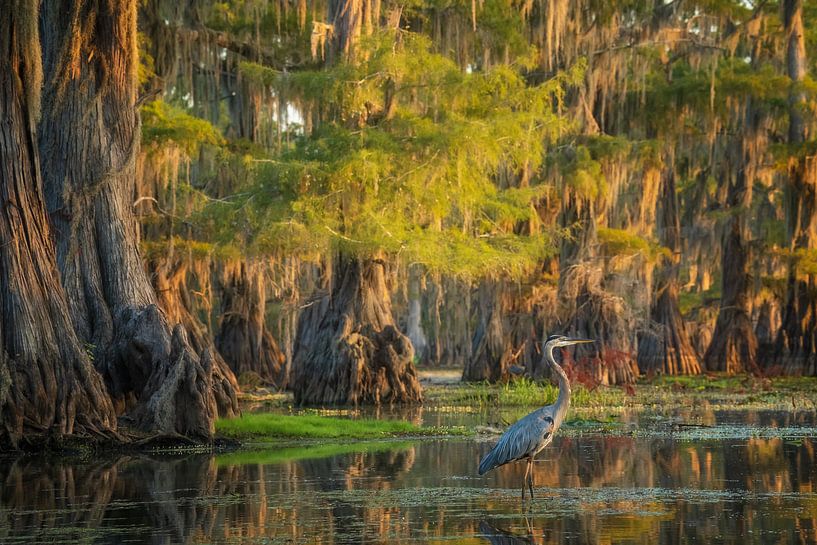 Heron in the swamp by Martin Podt