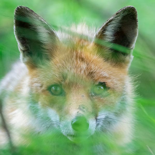 Fox hiding behind the grass just before an attack on prey by bryan van willigen