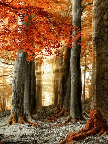 To See or not to See