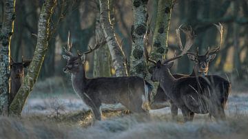 Daims dans une réserve naturelle