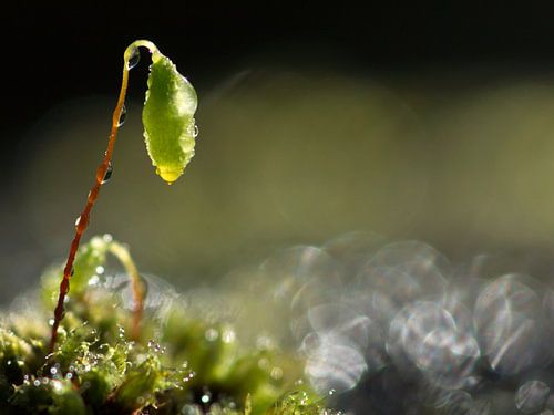 Dreaming by Marja Braaksma