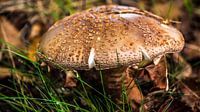Een Herfst paddenstoel in Drenthe