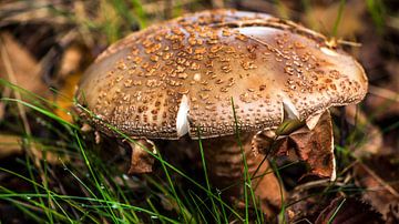 Een Herfst paddenstoel in Drenthe van Dennis Hooiveld
