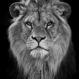 Futur roi lion sur RT Photography