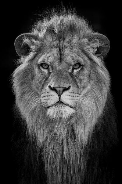 Futur roi lion par RT Photography