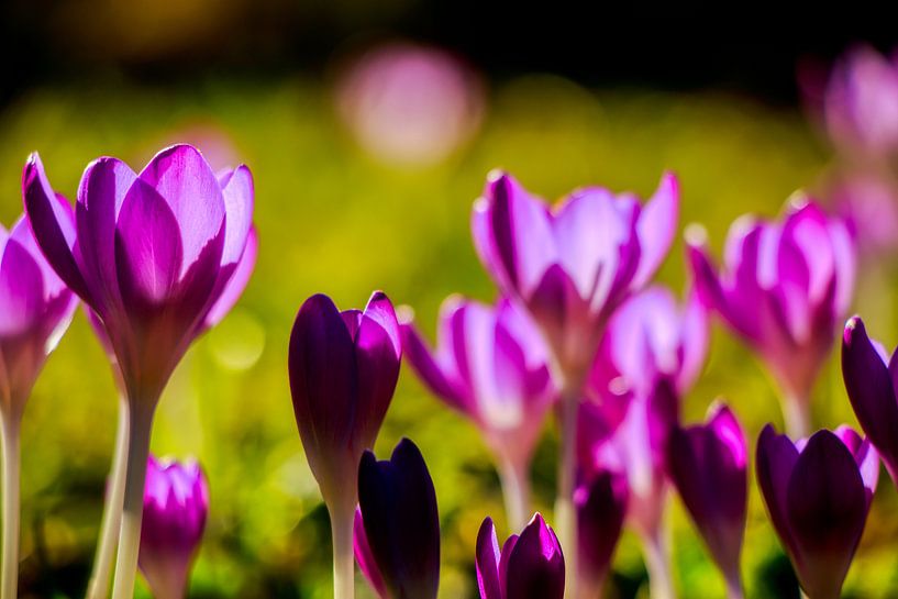 Flora in Zwolle by Liberty Biesma