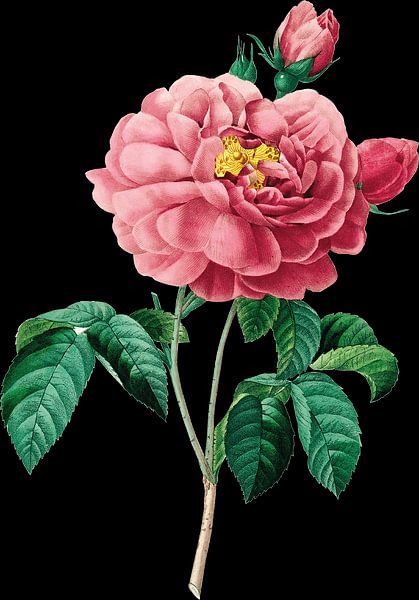 Roses by Redword Shop