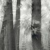 Herbstliche Bäume mit Unschärfeeffekt in schwarz-weiß von Ideasonthefloor