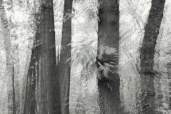 Herbstliche Bäume mit Unschärfeeffekt in schwarz-weiß