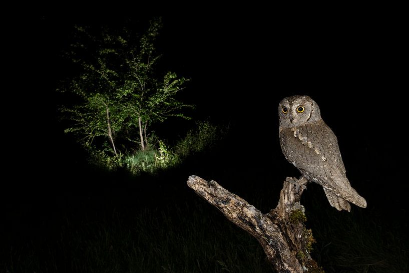Eurasian Scops Owl (Otus scops scops) during the night by AGAMI Photo Agency
