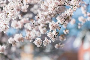 White blossom von Patrick Verheij