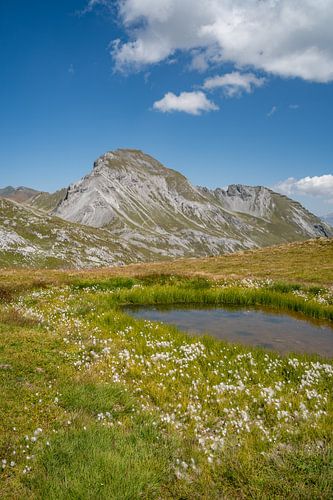 meertje in de Alpen van Davos en de Zwitserse Alpen