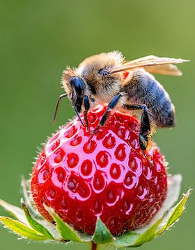 Blij bij op een aardbei. van Bianca van Dijk