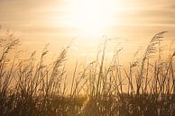 Riet in de Warme Gloed van de Ondergaande Zon | zonsondergang | fotobehang van Laura Dijkslag thumbnail