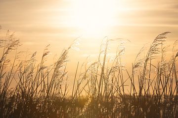 Riet in de Warme Gloed van de Ondergaande Zon | zonsondergang | fotobehang van Laura Dijkslag