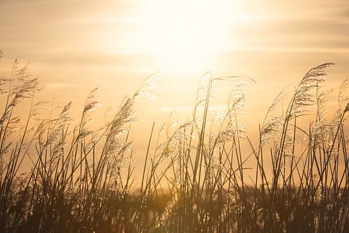 Riet in de Warme Gloed van de Ondergaande Zon | zonsondergang | fotobehang
