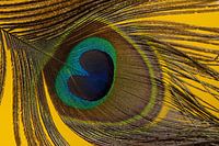 A peacock feather with a warm yellow background