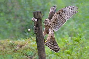 Pole Dancer (Northern Goshawk)